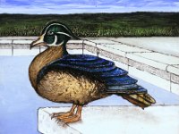 Wood Duck Chuck, Here For A Good Time